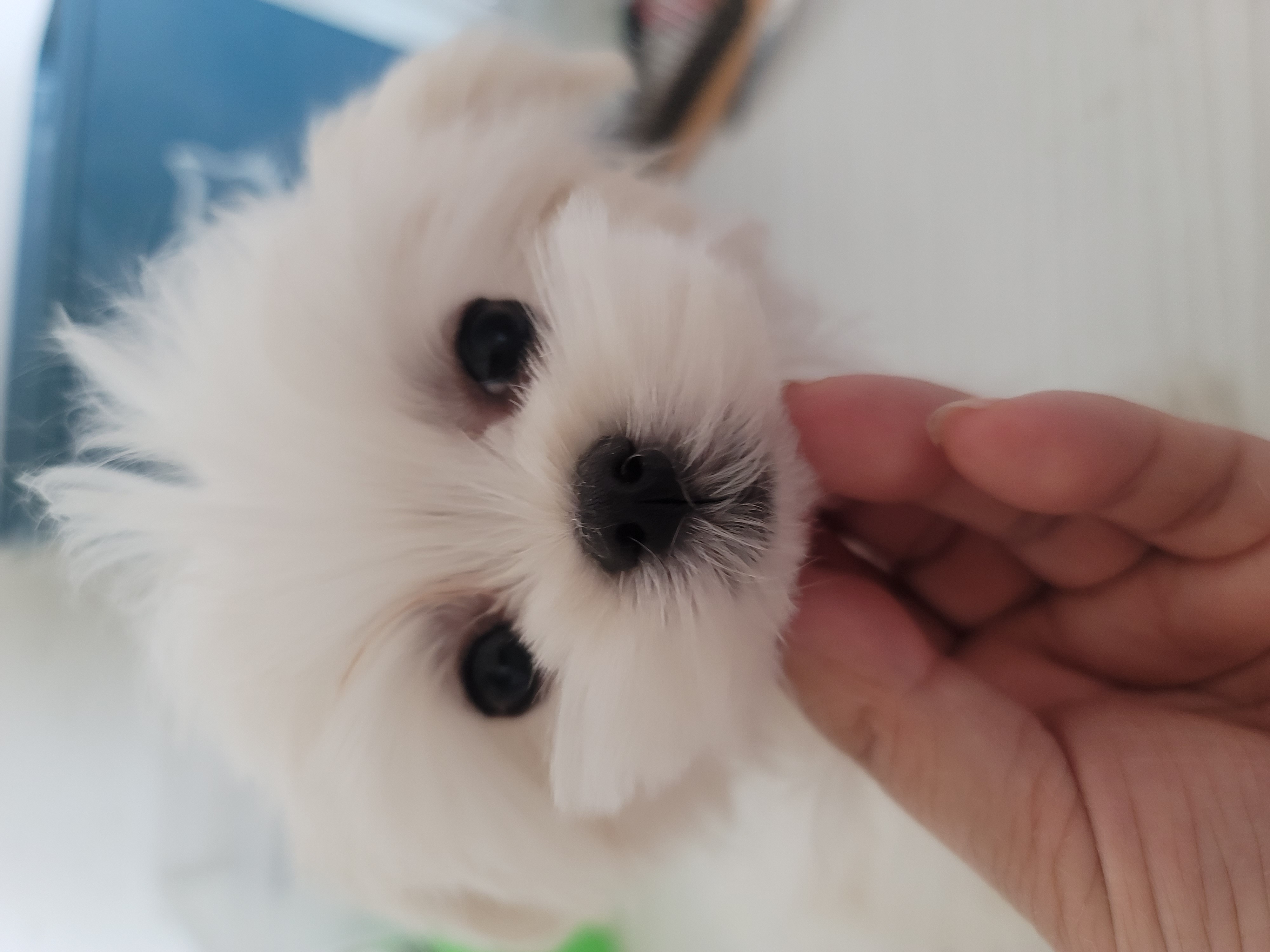 韩版马尔济斯妹妹